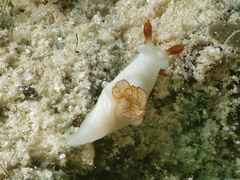 Trapania gibbera