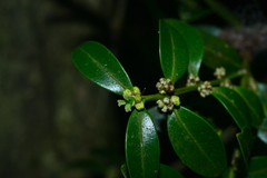 Buxus liukiuensis