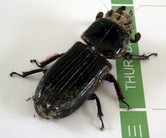 Passalus
