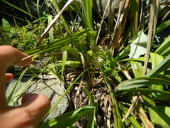 Carex pendula