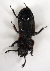 Passalus
