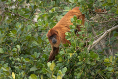 Alouatta sara