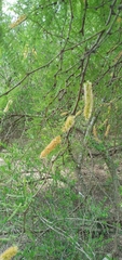 Prosopis alba
