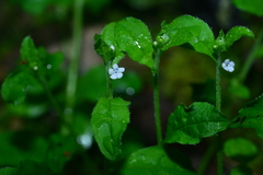 Bothriospermum zeylanicum