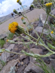 Senecio asperulus