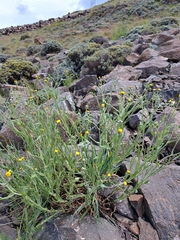 Senecio asperulus