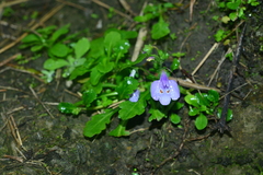 Mazus fauriei