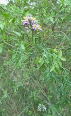 Solanum angustifidum