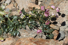 Ranunculus glacialis