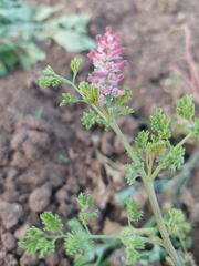 Fumaria densiflora
