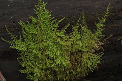 Amblystegium serpens
