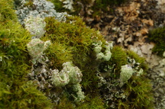 Cladonia chlorophaea
