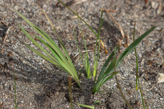 Juncus xiphioides