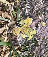 Xanthoria parietina