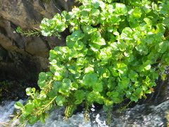 Cardamine raphanifolia