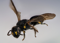 Hylaeus pectoralis