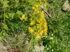 Verbascum pyramidatum
