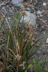 Juncus xiphioides