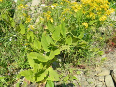 Verbascum pyramidatum