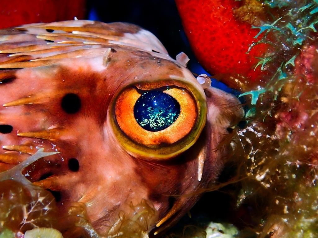 Balloonfish