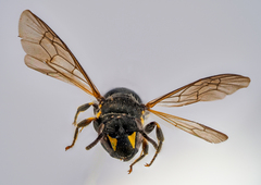 Hylaeus pectoralis