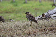Burhinus bistriatus