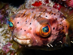 Balloonfish photo 2