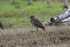 Burhinus bistriatus
