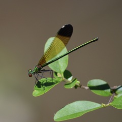 Calopteryx dimidiata