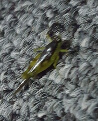 Paulinia acuminata