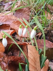 Galanthus