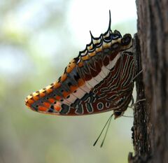 Charaxes saturnus