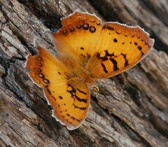 Catacroptera cloanthe cloanthe