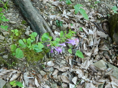 Clinopodium grandiflorum