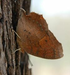 Catacroptera cloanthe cloanthe