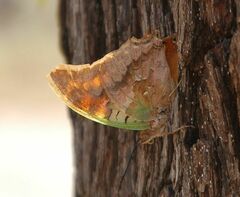 Charaxes candiope