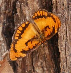 Byblia anvatara acheloia