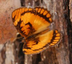 Byblia anvatara acheloia