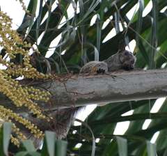 Sciurus stramineus