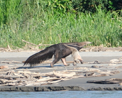 Myrmecophaga tridactyla