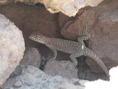 Liolaemus austromendocinus