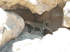 Liolaemus austromendocinus