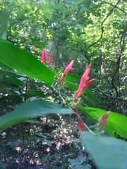Justicia brasiliana