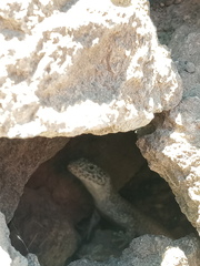 Liolaemus austromendocinus