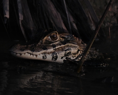 Melanosuchus niger