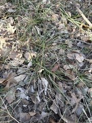 Carex planostachys