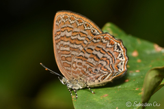 Poritia sumatrae
