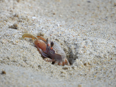 Ocypode occidentalis