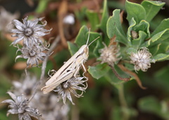 Euchorthippus elegantulus