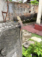 Calotes versicolor